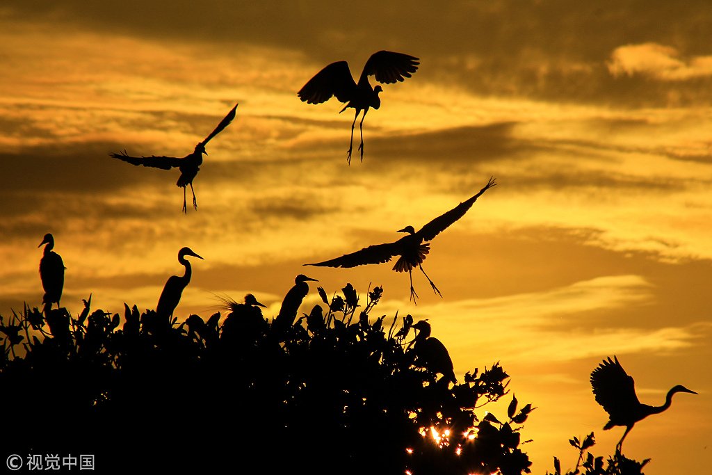 ChinaDaily's tweet image. The silhouettes of white storks under the glowing sunset and rosy clouds create stunning views in Aceh, Indonesia, as captured by photographer Fachrul Reza. (Photo: VCG)