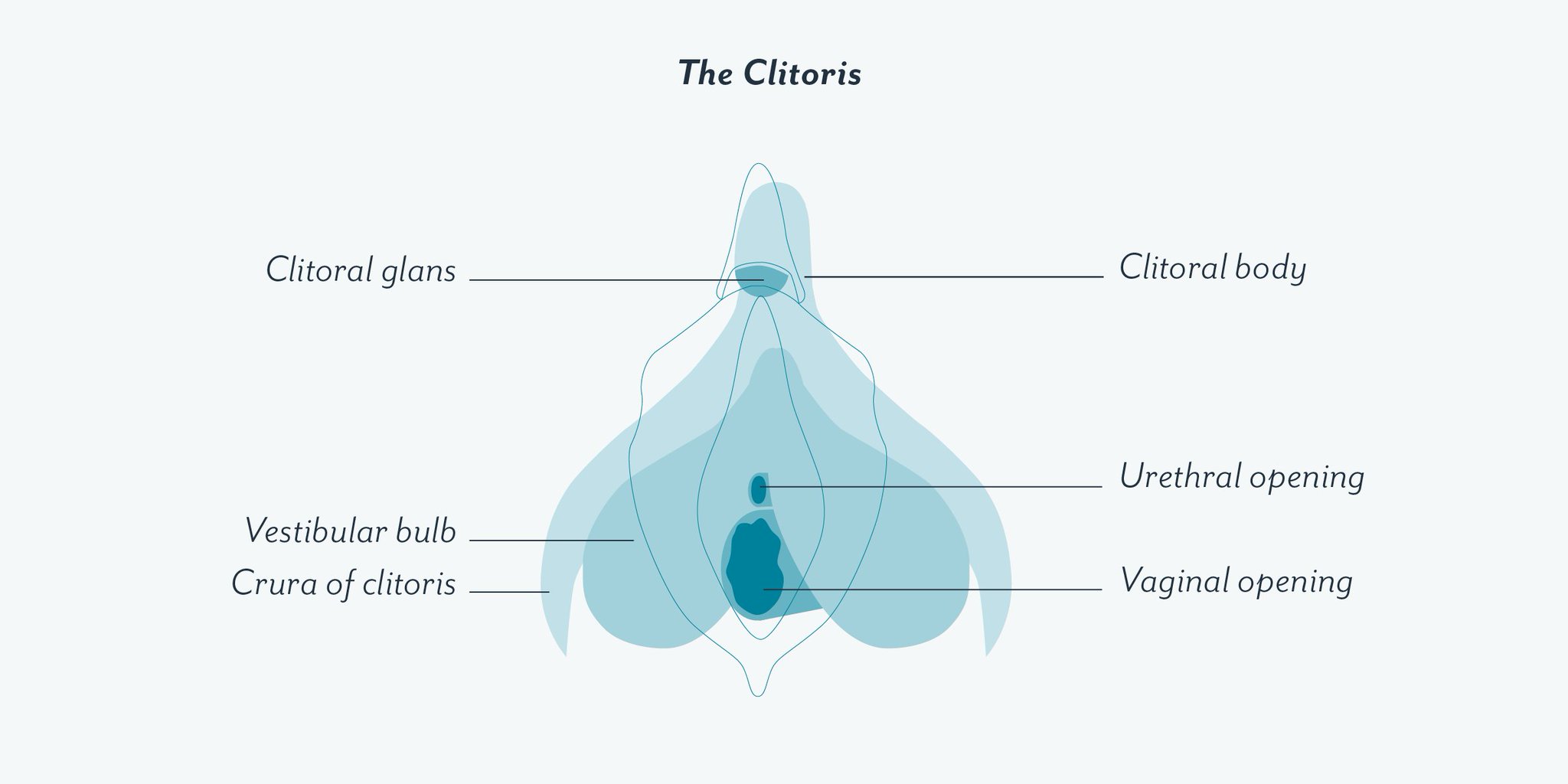 Clue On Twitter The Clitoris Is Not Just The Part Of Your Vulva That Feels Like A Tiny Button The Clitoris Is Composed Of Multiple Parts The Glans Clue On Twitter The Clitoris Is Not Just The Part Of Your Vulva That Feels Like A Tiny Button The Clitoris Is Composed Of Multiple Parts The Glans