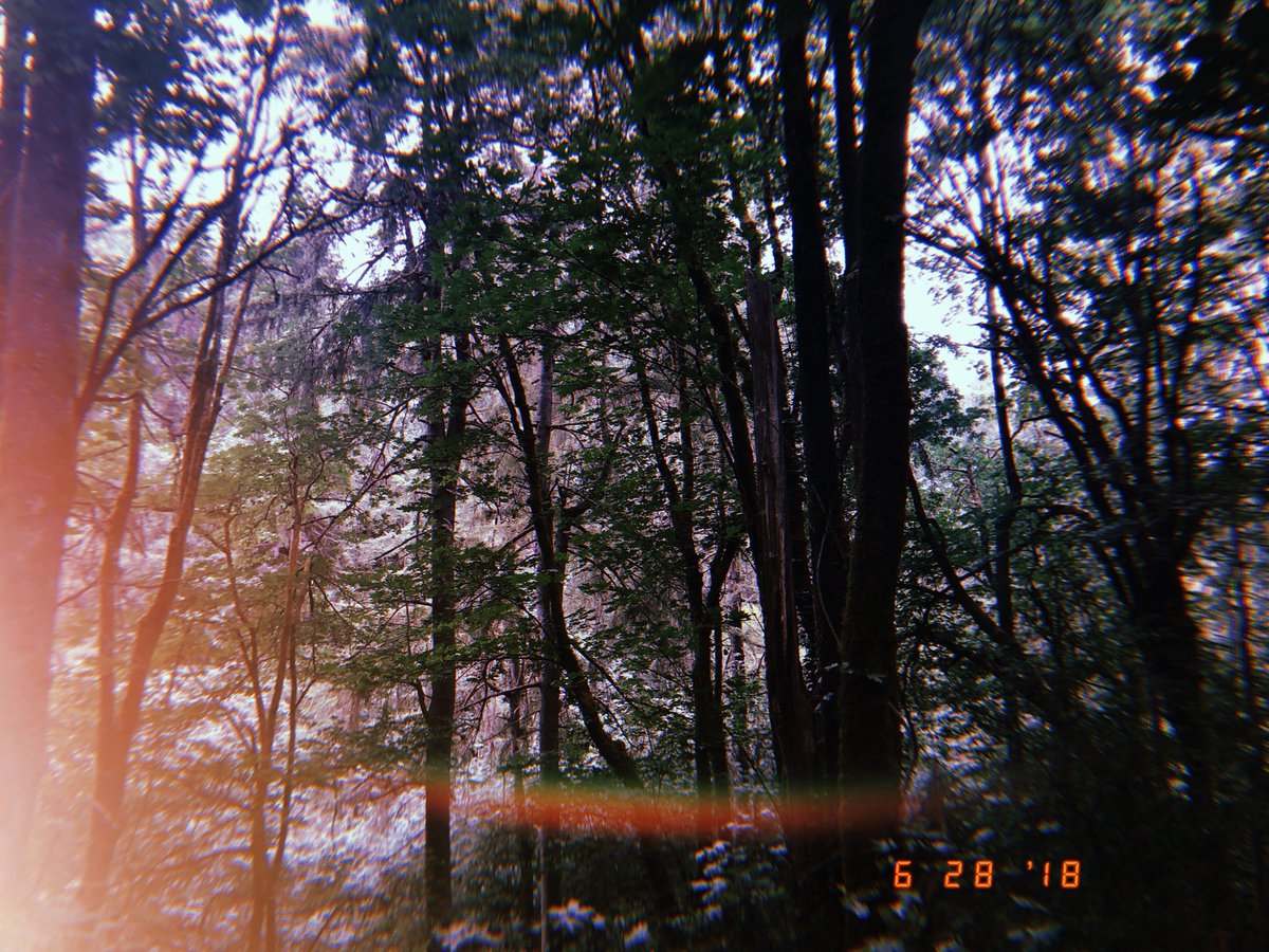 KimberleeAnneV's tweet photo. Also Portland welcomed me back nicely 🌿 https://t.co/htdi3UXIo9