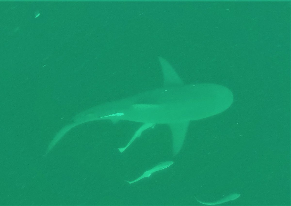 @africanwatersports tweet media