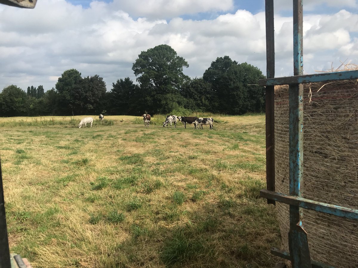 ThibautGiraud1's tweet photo. Un #selfoin au ramassage des roulots , du bon foin pour de la bonne #viande 🥩 @Interbev_Norm #FrAgTw il manque plus que la petite goutte d’eau 💦 @meteoagri pour assurer une repousse de l’herbe ☘️ https://t.co/ZSW7Hdw6eS