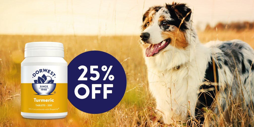 CountryfileMag's tweet photo. #Advert Many dogs are subject to joint or mobility issues. Why not try herbal experts @Dorwest Turmeric Tablets which supports dog’s anti-inflammatory processes, now with 25% off, just quote GOLD25 #turmericfordogs #goldenpaste #stiffdog #olderdog https://t.co/mfWzBAJXIK #Ad https://t.co/Cpx55ZNJ8i