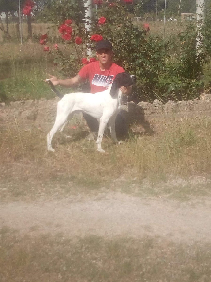 Alberto Martinez (@dogbrac) on Twitter photo 