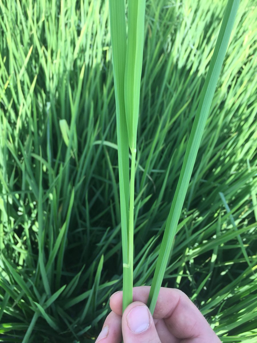 Dannyboy_mc's tweet image. About to be showtime for this field. Ready for midseason. #753 #ricetech