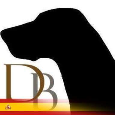 Alberto Martinez (@dogbrac) on Twitter photo 