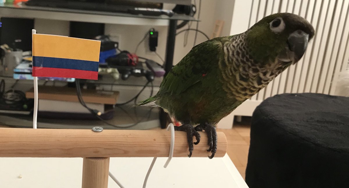 teK_CSGO's tweet image. My streaming buddy - Benito representing Colombia ! Is it 2pm yet?