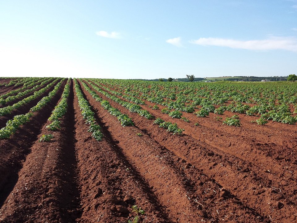 tecno_horticola's tweet photo. ¿Has estudiado tu #cultivo de #patata sin tocarlo físicamente? Felicidades. Eres usuario de la #teledetección. Si aún no lo eres, tranquilo, es un buen momento para hacerlo. https://t.co/wT5SSHGtsI  por  @JL_Alonso https://t.co/tCjEU5nOlT