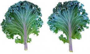 Kale has a substance called indole-3-carbinol, which helps the body metabolize hormones, even the toxic hormones from plastics called #xenoestrogens.  Personally, I love #kale salad with some fruit and nuts paired with dressing and some cassia oil. #indoles #detoxify