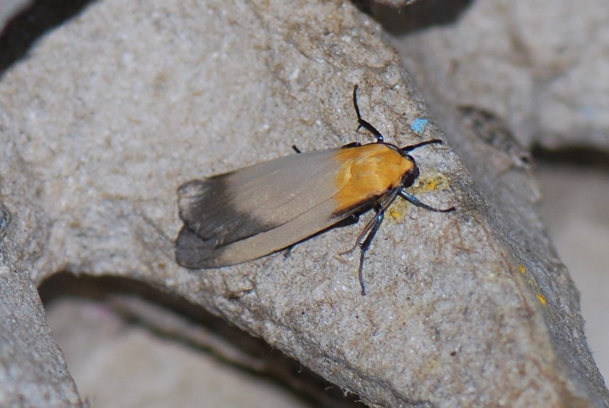 tanagertim's tweet photo. A male Four-spotted Footman attracted to the Lakehouse light-trap this morning. The first I've seen, and possibly the first local record. Presumably a migrant from the Continent. @WansteadBirding @RoseNWF @BadgerVaughan @JWFHeal @essexbna @EssexFieldClub https://t.co/aK08iKB1WY