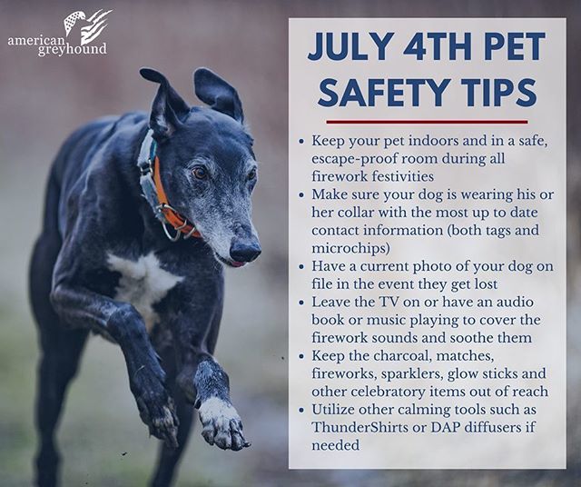 American Greyhound tweet media