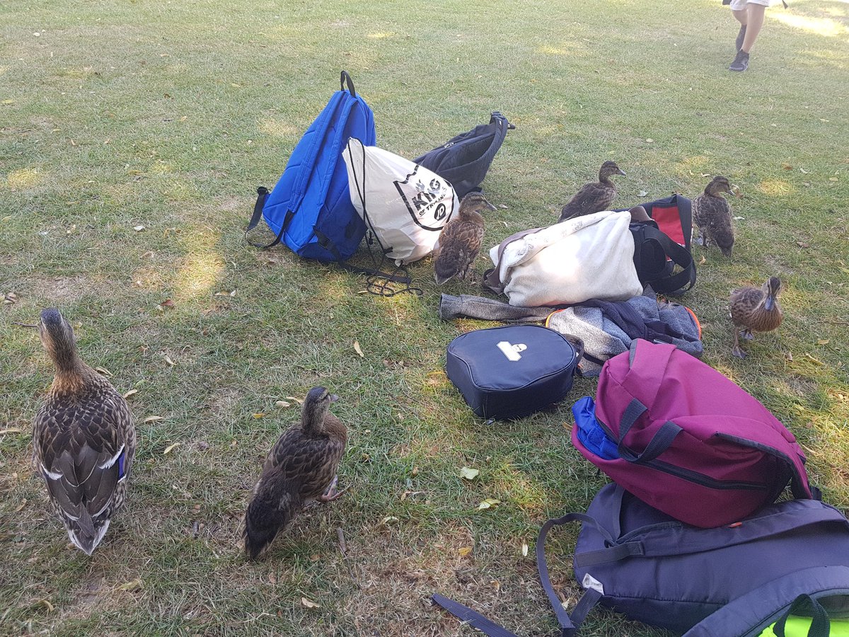 samgolia's tweet photo. Think they can smell bread! #lightwatervalley #findingshade https://t.co/QzQXEOwjJg