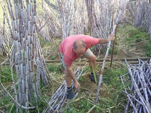 MADEIRAISLAND2's tweet photo. Sugar Cane, the great deal. https://t.co/cpaD71ctlU