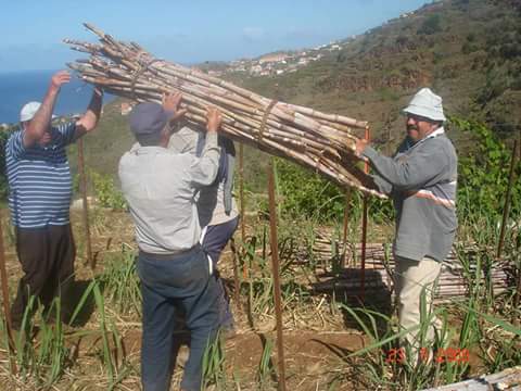 MADEIRAISLAND2's tweet photo. Sugar Cane, the great deal. https://t.co/cpaD71ctlU