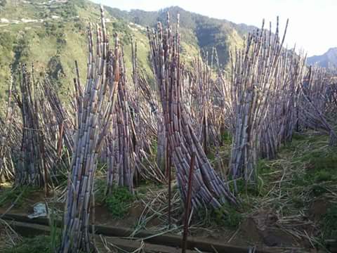 MADEIRAISLAND2's tweet photo. Sugar Cane, the great deal. https://t.co/cpaD71ctlU