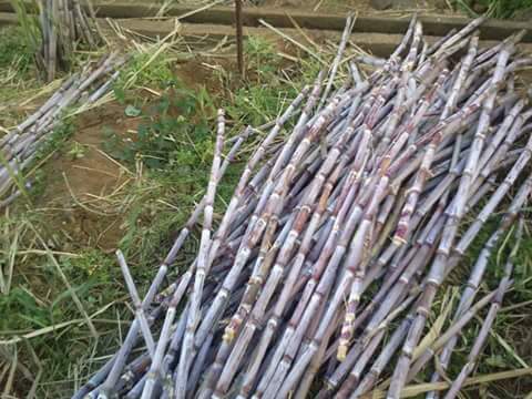 MADEIRAISLAND2's tweet photo. Sugar Cane, the great deal. https://t.co/cpaD71ctlU