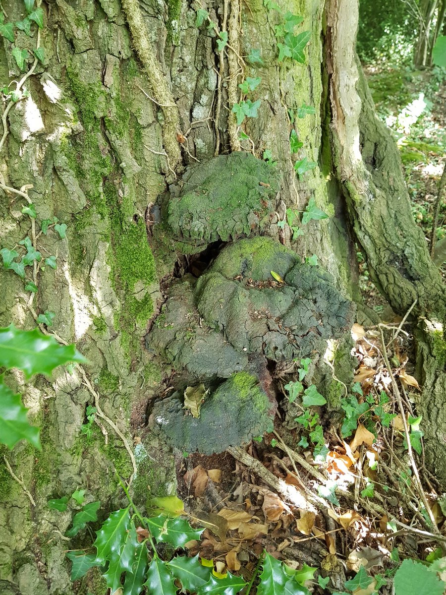Cracking example of innonotus dryadeus on a veteran oak, alongside some of the old brackets. The tree is in prime condition for its age and size (>1.2m diameter)