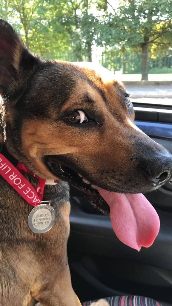P3MerseysideTR's tweet photo. My dog was a member of P3 for the day done #RaceforLife with the team 💗 #wearep3 https://t.co/JRg5pjD9Qj