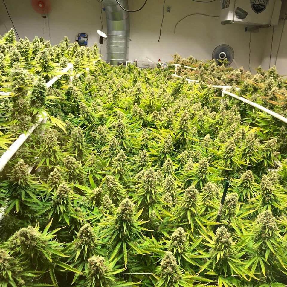 HIGH_TIMES_Mag's tweet photo. Dense grow room. The smell must be overwhelming. https://t.co/LmUAtqK49E