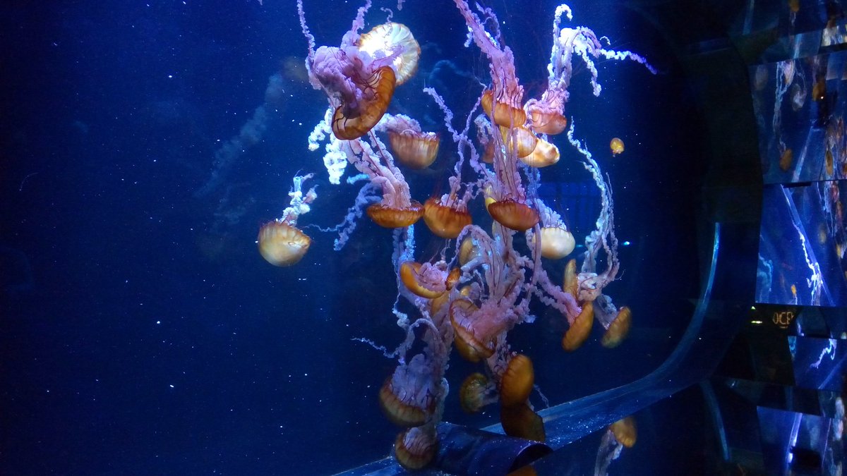 CleBricout's tweet photo. #Amcsti18 #P1 Et on passe sous la vague pour découvrir en premier lieu les différentes espèces de #planctons et notamment les #méduses. https://t.co/DYixmWhvJQ