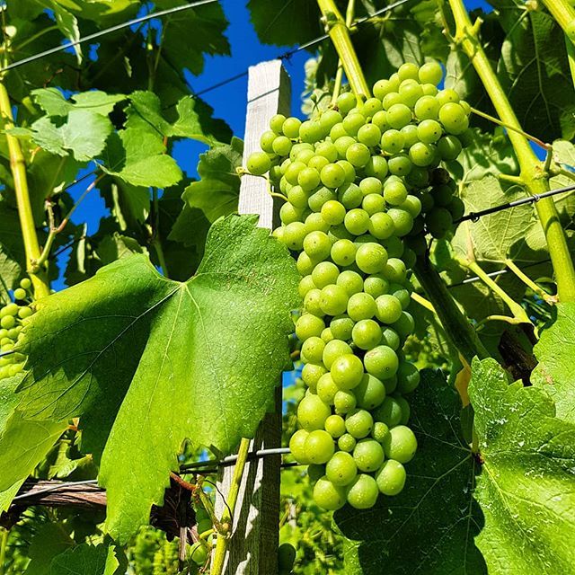 standreawine's tweet photo. Hárslevelű in the Boldogságos vineyard! 🌞🍇 #hárslevelű #grapes #boldogságos #vineyard #grandcru #volcanic #soil #cluster #autochthon #huge #leaves #big #berries #egricsillag #standreawinery #egerwineregion #standrea #egerwine #boldogsagos #nature #beautiful #summer #july #vi… https://t.co/NhdqbsZwMQ
