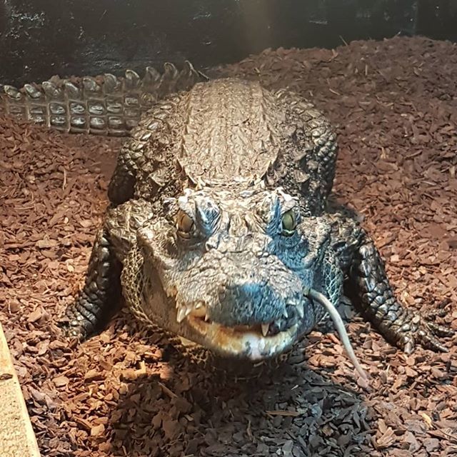 Repti_lisious's tweet photo. Someone enjoyed their dinner
#reptilisious #dinnertime #dinner #enjoyed #reptilepetshop #reptile #reptilepet #petshop #crocodile #coldblooded #coldbloodedpets #exoticpets #exoticpetshop #exoticanimals #realdinosaur #rockferry #livingthedreamSomeone enjoyed their dinner
#rept… https://t.co/FgYwlgc9zk