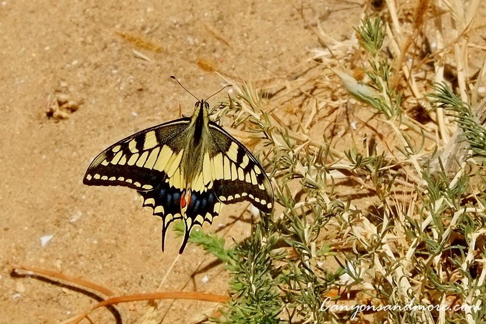 CanyonsAndMore's tweet photo. Recently on a trip to the Algarve Coast of Portugal we were walking along the rims of the cliffs and saw this lovely #SouthernSwallowtail "Papilo Alexanor" #butterfly. It was my first time seeing one like this so I am very pleased. 😍 https://t.co/2MZboIeQoV
