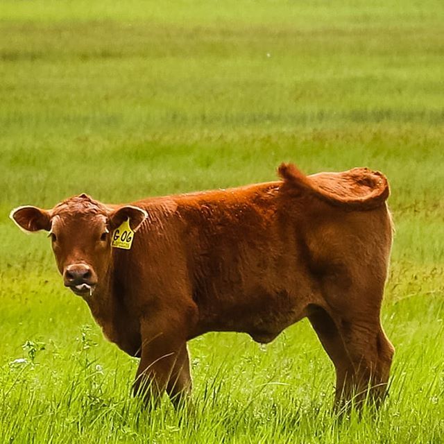 garydougherty_'s tweet photo. The Good Life
.
.
#nebraska #thegoodlife #grass #happy #calf #cow #simple #sharingnebraska #sandhills #nebraskaviews #canon #photography https://t.co/0Y9eHIBWgV https://t.co/Hmw0fAdpRi