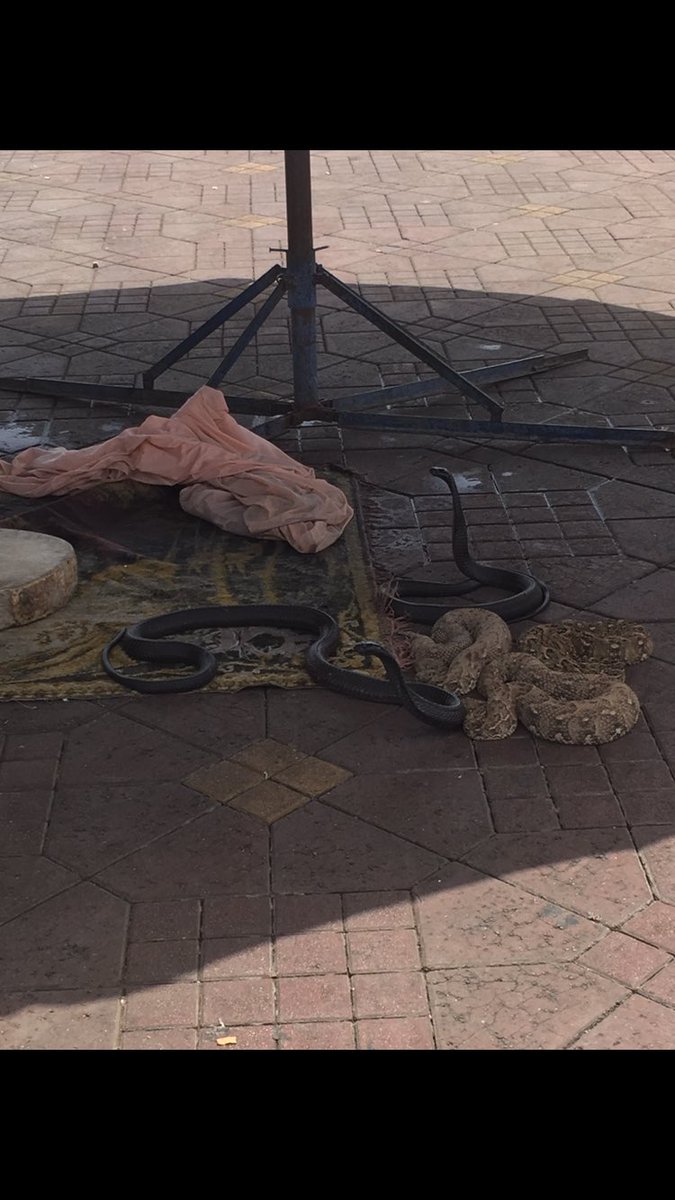 sio_all_over's tweet image. So amazing seeing @tayorswiftii13 in Morocco! Wait is no longer cool to make that joke? Uhg, look what she made me do