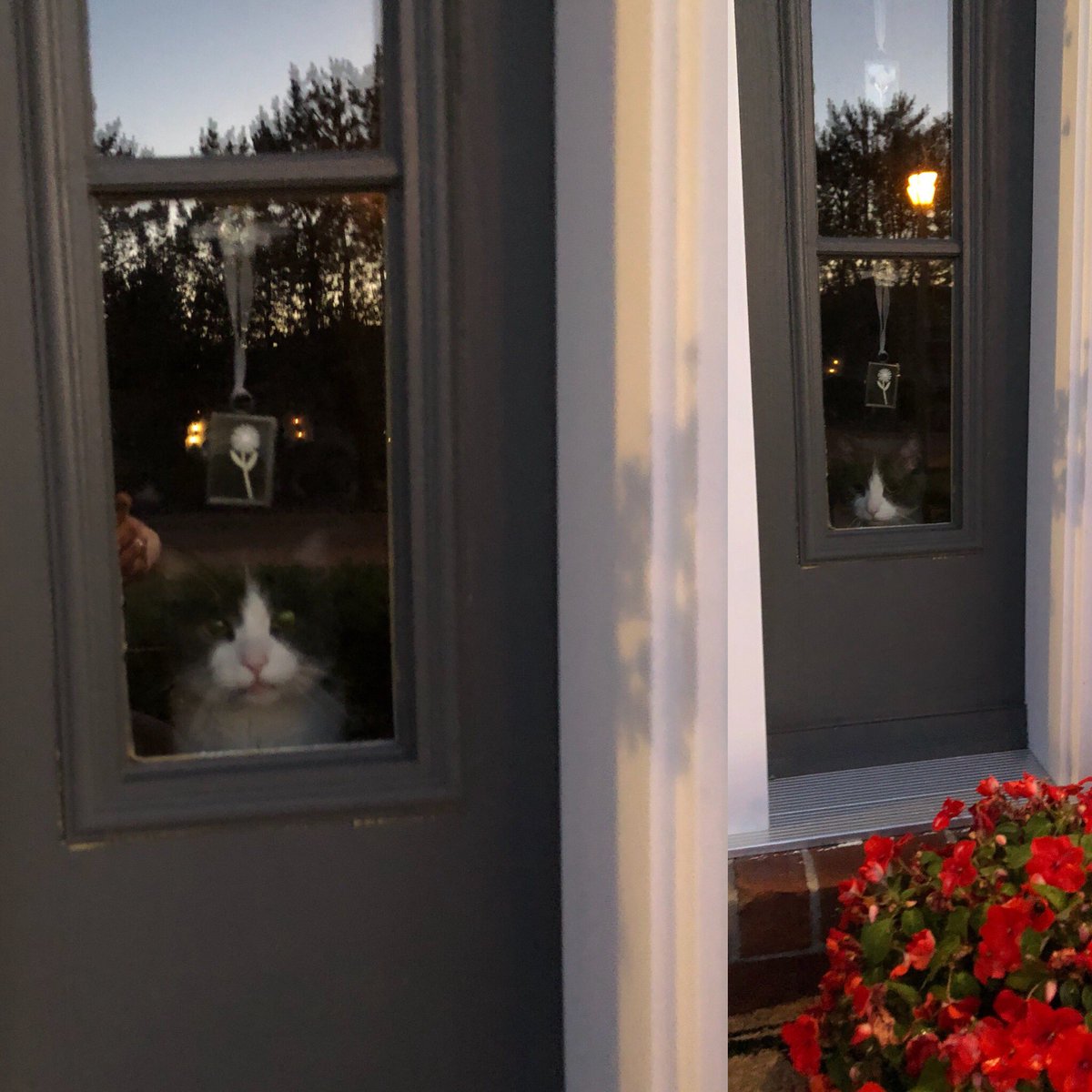 Oscar waiting for me after my morning run. Sunrise reflection. Morning sun casting shadows. Start of a good day.