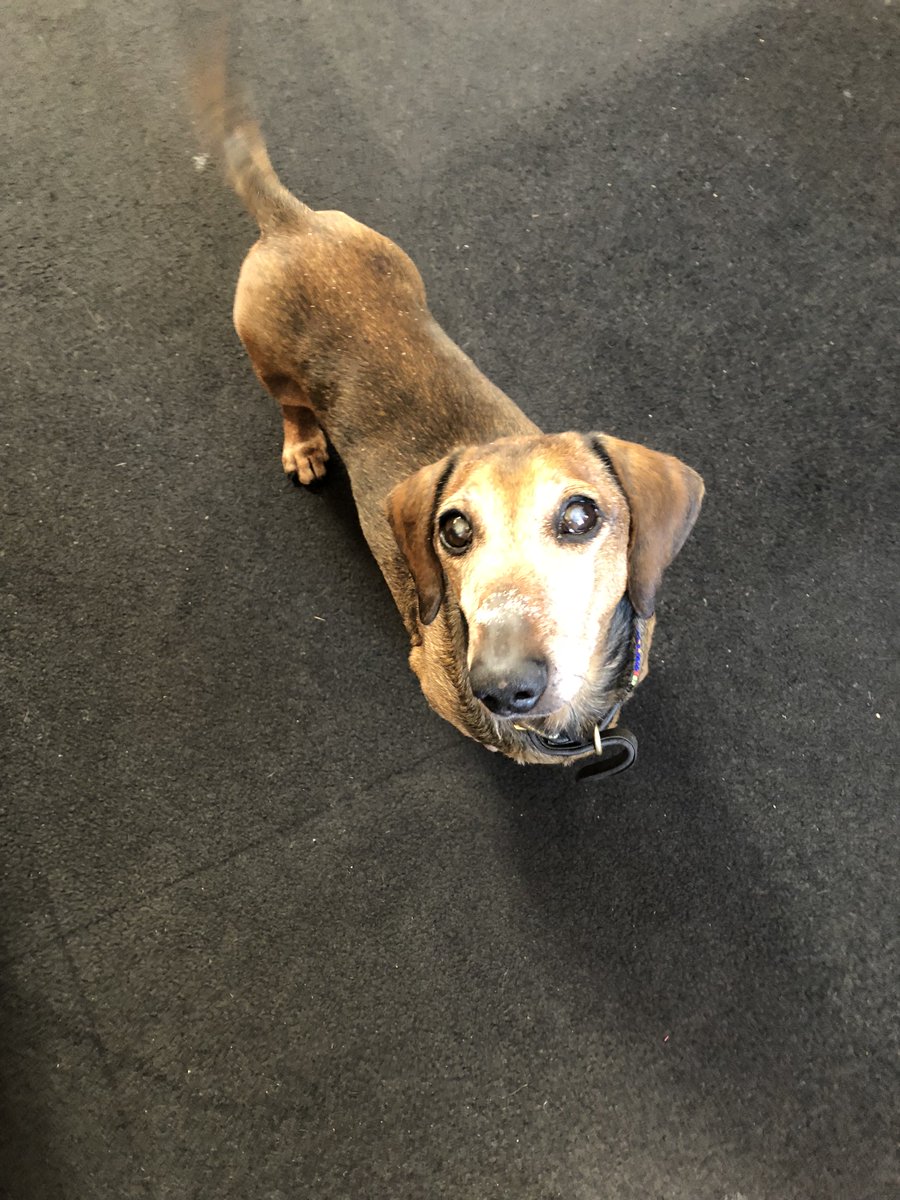 CFW_architects's tweet photo. Chorizo the office dog is happy about the @WinchesterCity weather!...#officepooch #HeatWave2018 #Winchester #architect https://t.co/hPLobYLHTc