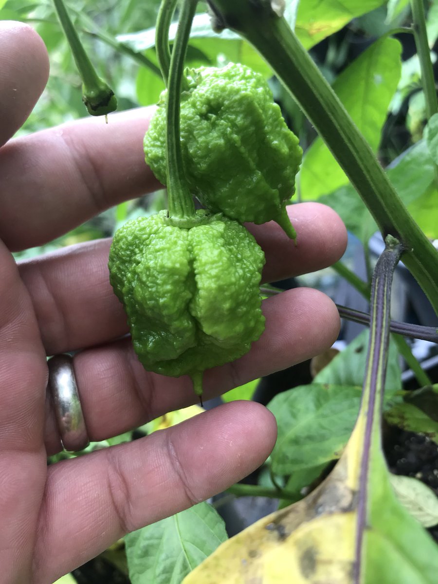 St Andrews Pepper tweet media