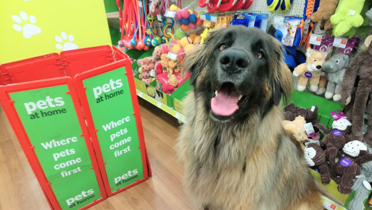 AllDogsMatter's tweet photo. Come and visit @AllDogsMatter at @PetsatHome #Camden this afternoon for some fun @AdoptionForPets #fundraising! Our #FindPatch game will be back  plus you can pick up a #charity Scratch card here or at #Enfield to help raise funds for our dogs!  #alldogsmatter #charity https://t.co/YbvC12yfoE