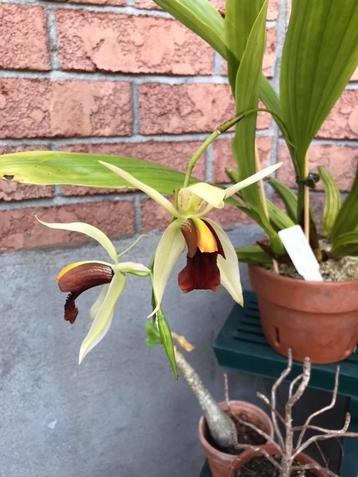 OdMorchid's tweet photo. #Coelogyne Bird in Flight 'Raven’
#Orchidée d'un membre OdM/ OdM member #orchid
#Photo #Pic #flower #fleur #mtl #qc https://t.co/BOIdX3j9a4
