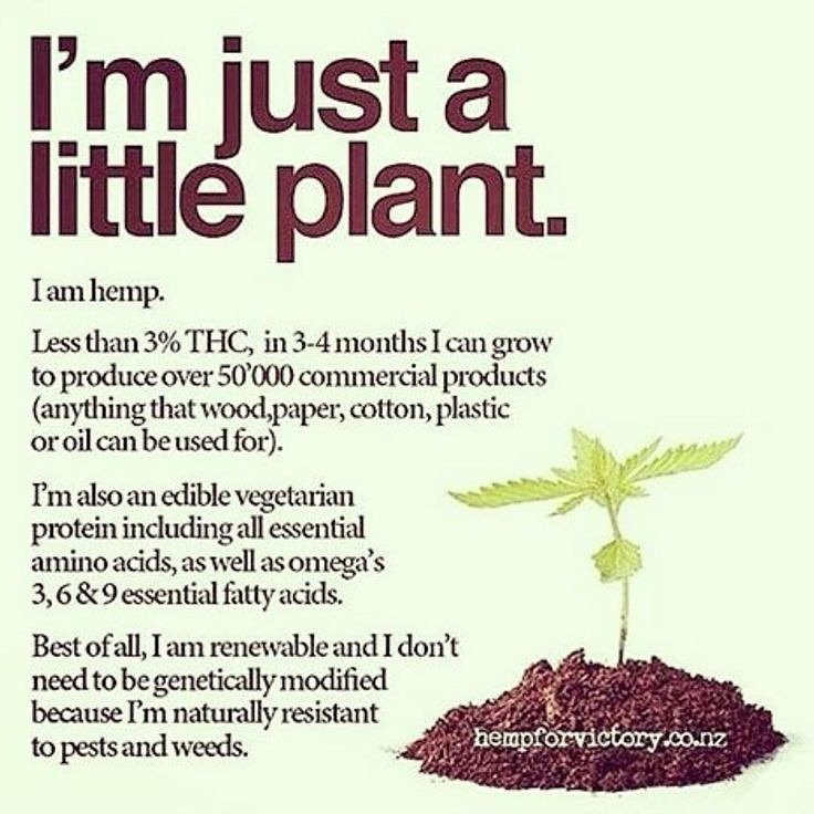 RSStrayer's tweet image. Before it becomes CBD Oil it's just a little plant. So many benefits, so few reasons not to try. #cbdforme #pumpforlife #allhealthnohigh #mothernatureknowsbest #godsmedicine #duchesspmb