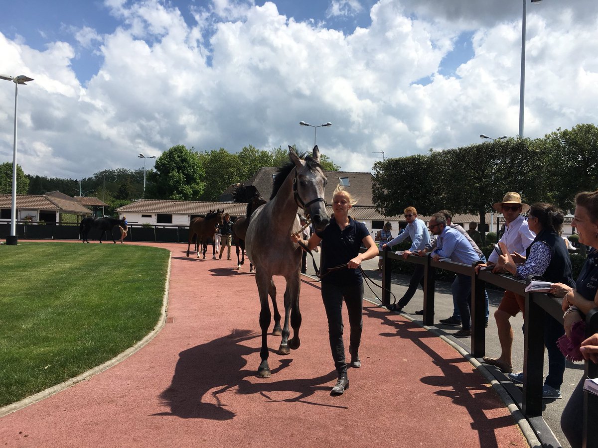 HarasDeCercy's tweet photo. Lot 82, a son of Martaline bred by Michèle Juhen-Cypres sold for €120,000 to Pascale Ménard and John Dwan ! 

Best of luck to his new connections ! https://t.co/uVJaFBSTex