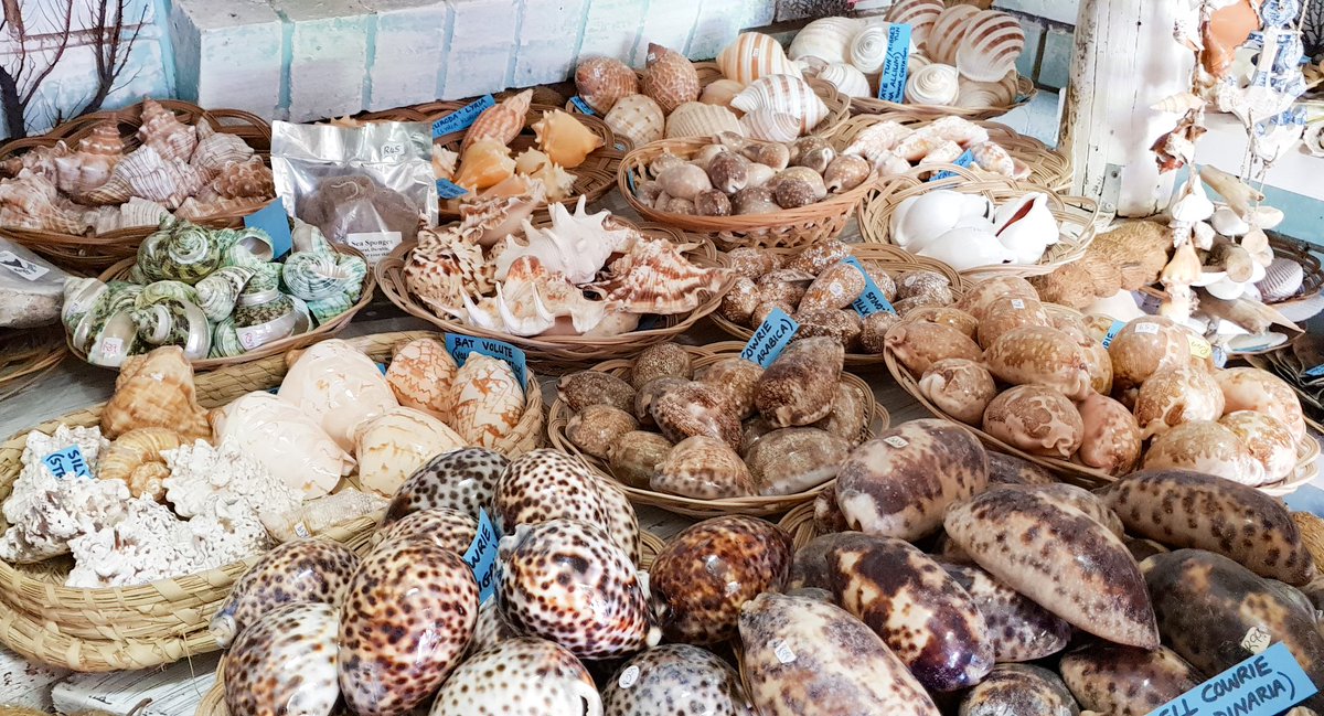 CD_Musgrave's tweet photo. #VictoriaBay #WesternCape #ShellShop ππ¦π¦ https://t.co/37eZoCpJKs