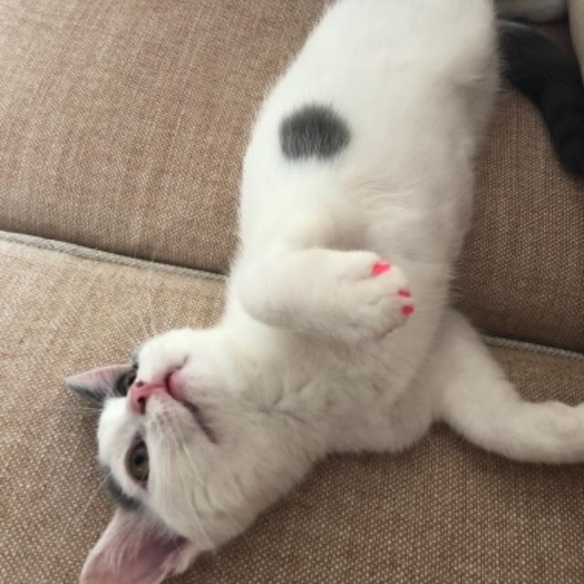 Soft_Paws's tweet photo. ★★★★✰
Cute manicure for the little one!
See more at https://t.co/yIz3jSDH78 #softpaws #catsoftwitter #cat #cats #declawingalternative #declawing #paws #softclaws #claws #catscratching #NationalPetMonth #nailcaps #pawclaps #kittensotwitter #kitten #kittens https://t.co/UUVR8l11Fy