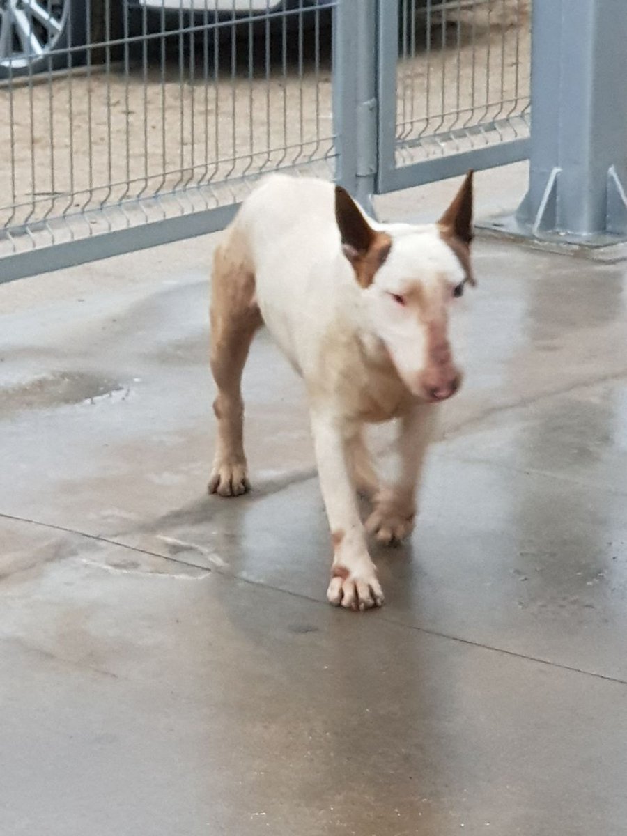 yeyapincheira's tweet photo. Se perdió mi perro en villa alemana, dijeron que lo vieron en estación Quilpué, si alguien lo ve porfavor retener. Voy camino para allá @MetroValpo https://t.co/VrDbq2TDhS
