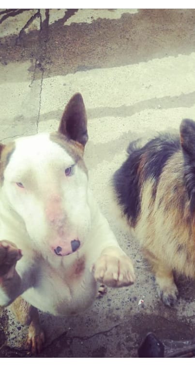 yeyapincheira's tweet photo. Se perdió mi perro en villa alemana, dijeron que lo vieron en estación Quilpué, si alguien lo ve porfavor retener. Voy camino para allá @MetroValpo https://t.co/VrDbq2TDhS