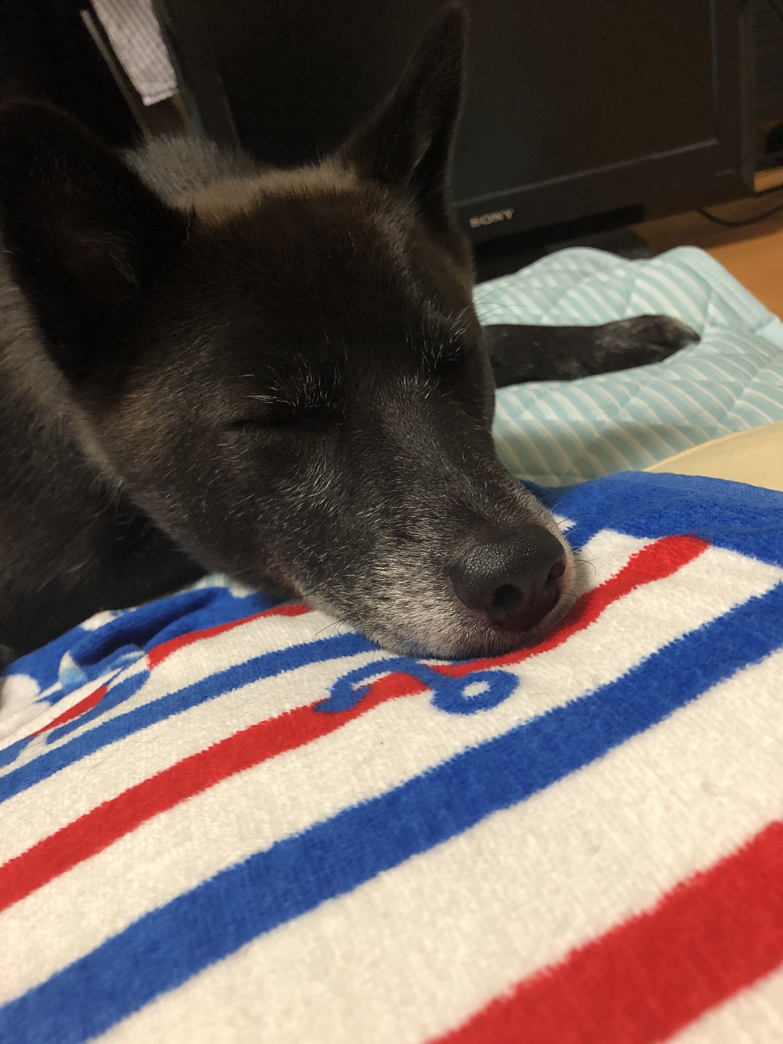 可愛い面白い犬の写真 Cdp2v Twitter