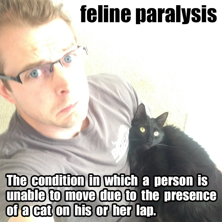 ColeTheBlackCat's tweet photo. I suffer from this daily! :)
#FelineParalysis https://t.co/egoUNY9js6