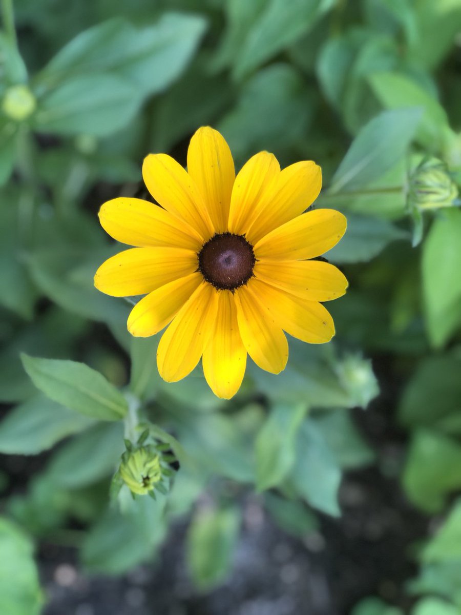 coryjames13's tweet photo. In memory of those I have loved, and of those I have lost... #inmemory #flower #floral #GoneButNeverForgotten https://t.co/Bq7m6VcJ0d