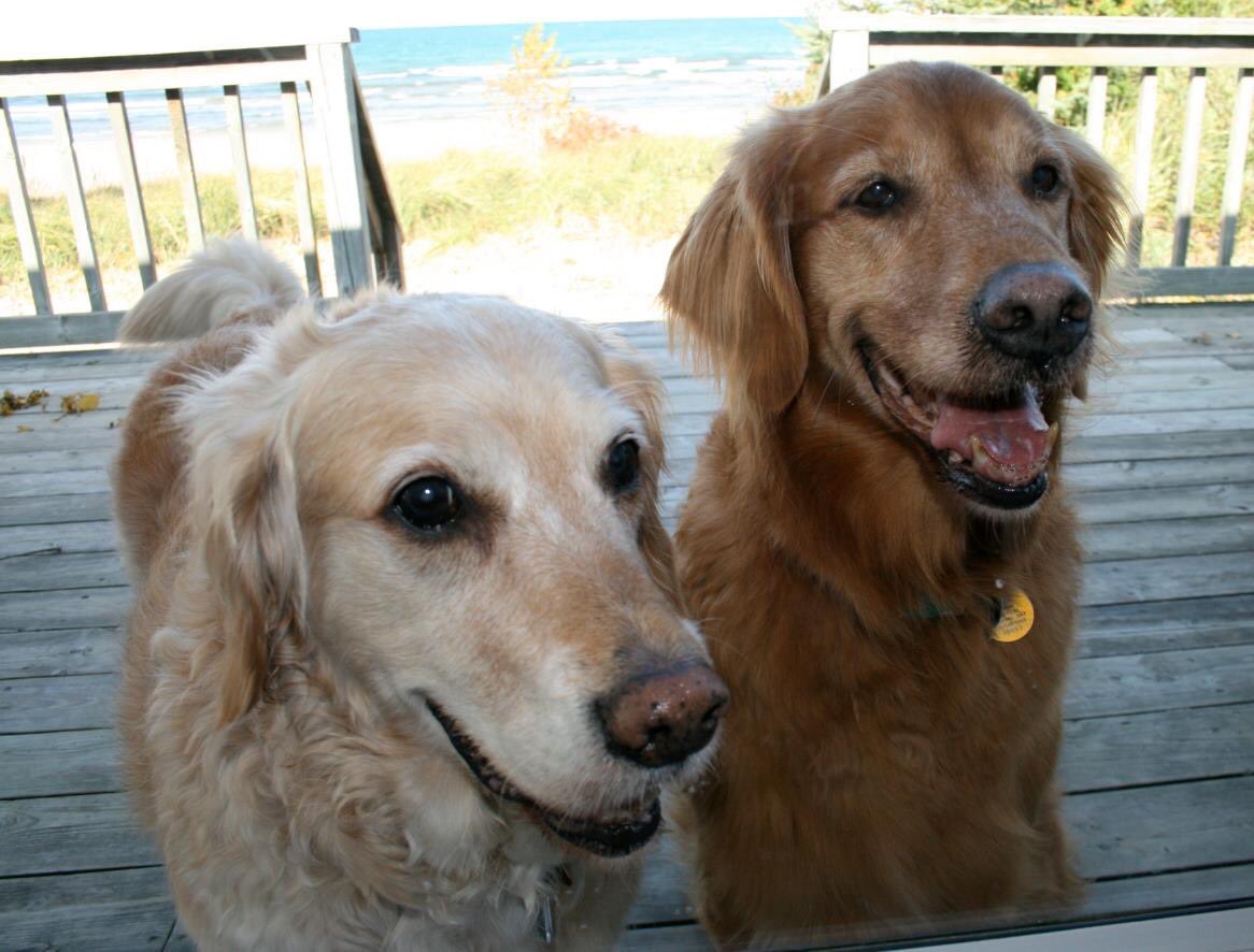 BrooklynKelli's tweet photo. Remembering this special pair on their “Gotcha Day.” Truly the one of the best days of my life. ❤️🐾🌈 #heartdogs
 #george #murphy #foreverinourhearts https://t.co/T5pd1DJf5Y