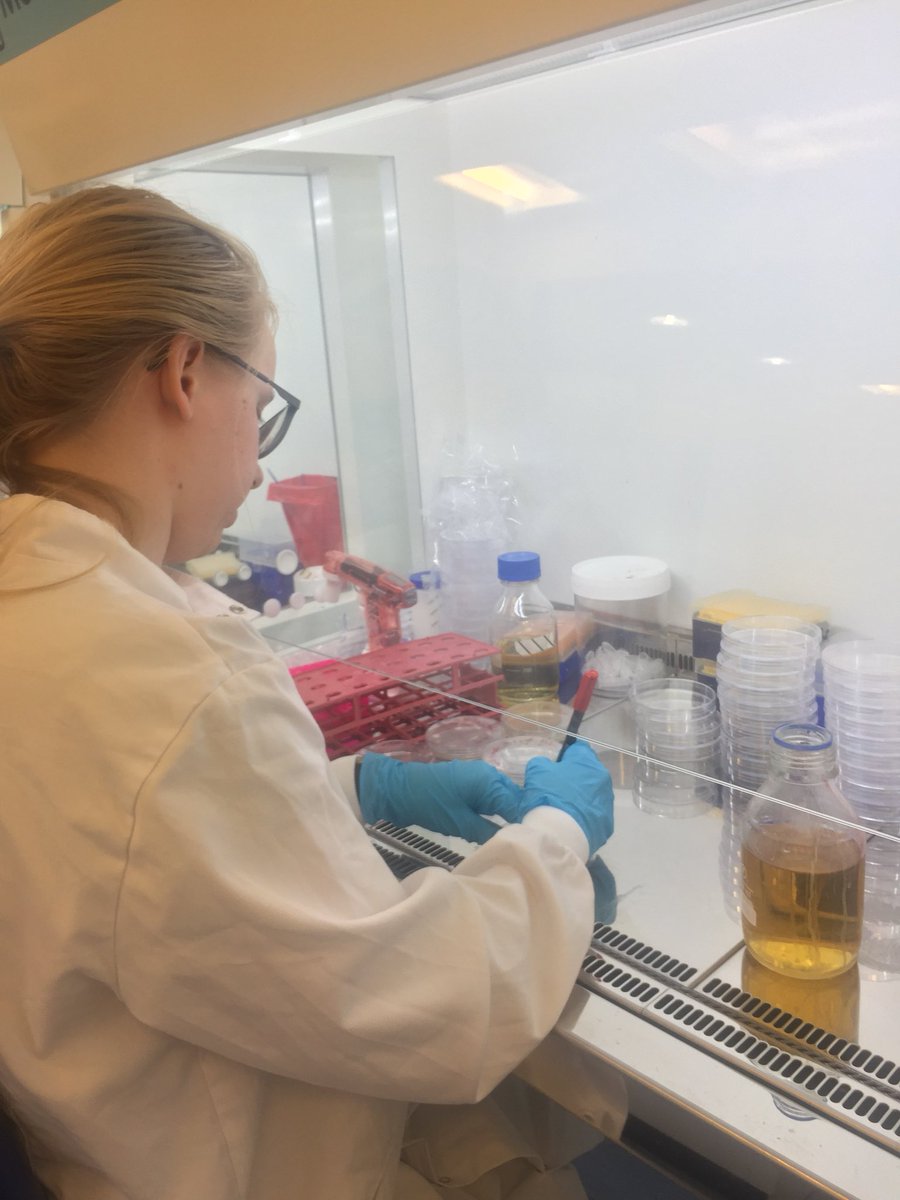 exeter_igem's tweet photo. We’ve been busy in the lab preparing for #iGEMInterlab! #iGEM2018 #iGEMExeter https://t.co/jmKETKEktD