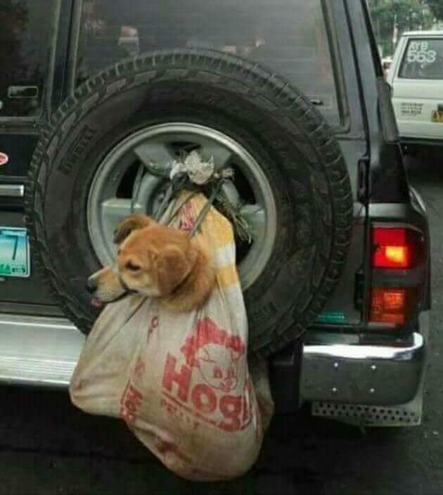 sangesnicola's tweet photo. L'abuso sugli animali è una malattia che va curata con la prigione!!! https://t.co/Z5vXzdBsBb
