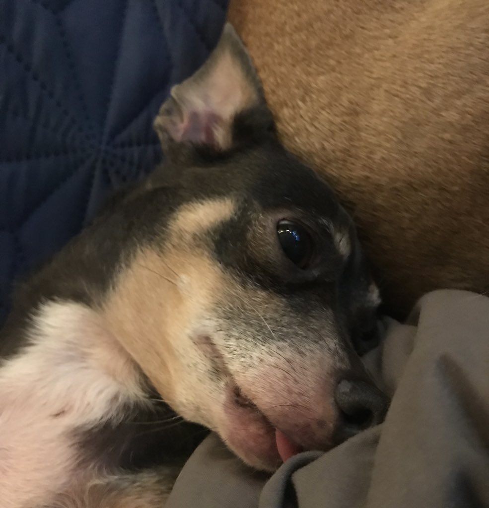 Shyla Me: I will open my eyes but I’m not moving until the bacon is in my bowl. 🥓
#TongueOutTuesday #TOT #WhereIsMyBreakfast #SeniorDog #Chihuahua #DogsOfTwitter