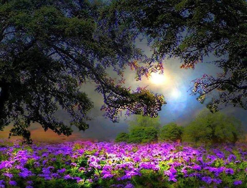 Опустился сиреневый вечер. Красивые цветы ночью. Вечерний сад. Весенняя ночь. Красивые ночные цветы.