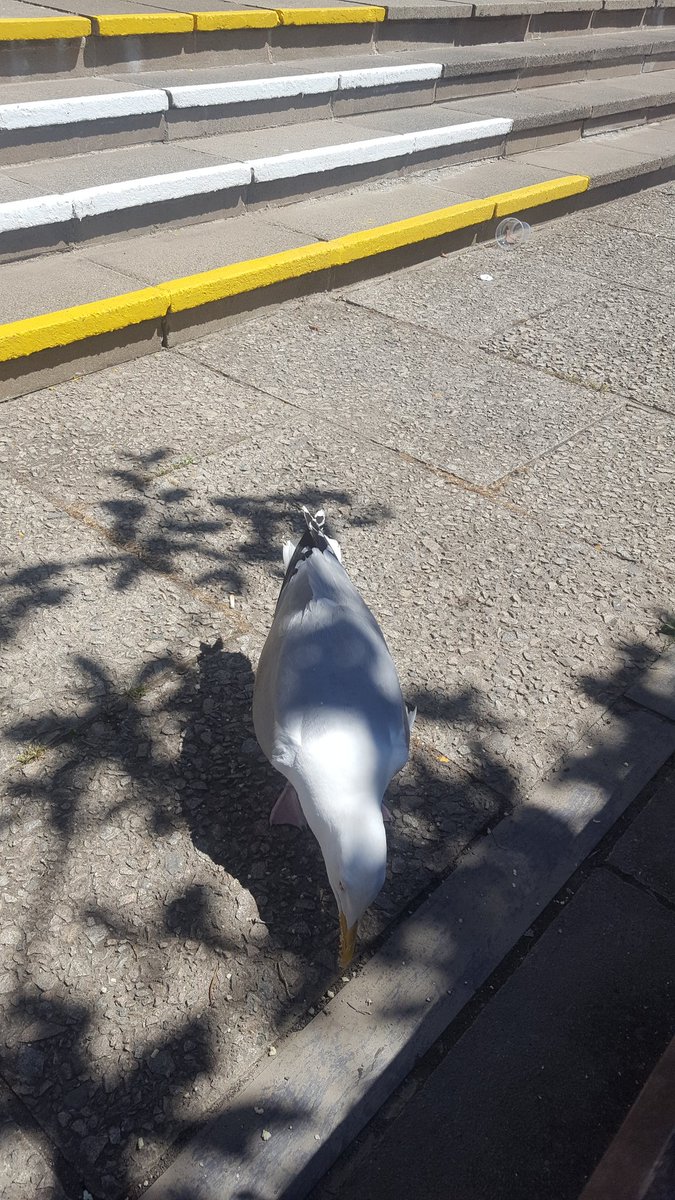 neneycoed's tweet photo. Big fuck off seagull tried to steal my sandwich. I held on to it like my life depended on it. We have eventually come to an agreement and decided to share. We're almost pals now. #loveaber #aberproblems #seagull https://t.co/uAErYdOuEB