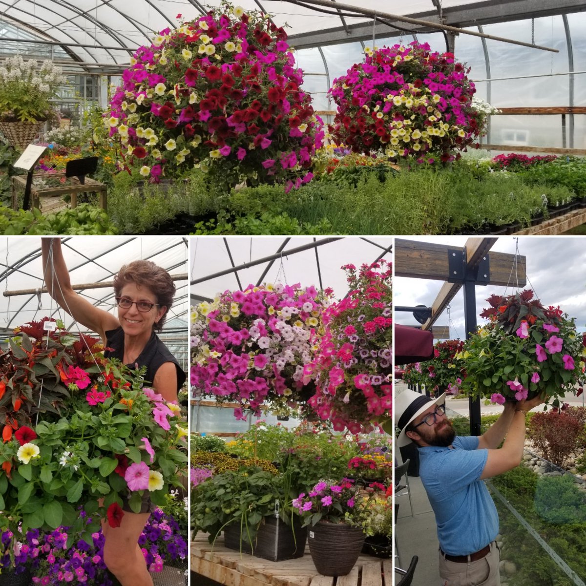 ThielsGH's tweet photo. Only 5 of these beauties left! Enormous hanging baskets to add major color to your yard or business. This week! Delivery sevice in Edmonton/Fort Sask/Bruderheim areas available 780-796-3501 @goeastofyeg #letsgrowsomethinggreen π±π¨π¦πWe #growclean for you! https://t.co/4b1uUwjPz6