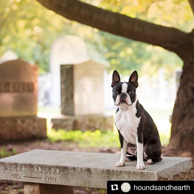 FuzzypantsPhoto's tweet photo. #Repost @houndsandhearth with @get_repost
・・・
“There were dozens of stones of all sizes in the small meadow. Tall stones, bigger than either of the boys, and small ones, just the right size for sitting on. There were some broken stones. The Runt knew what sort of place this … https://t.co/gcPEJcU2i8